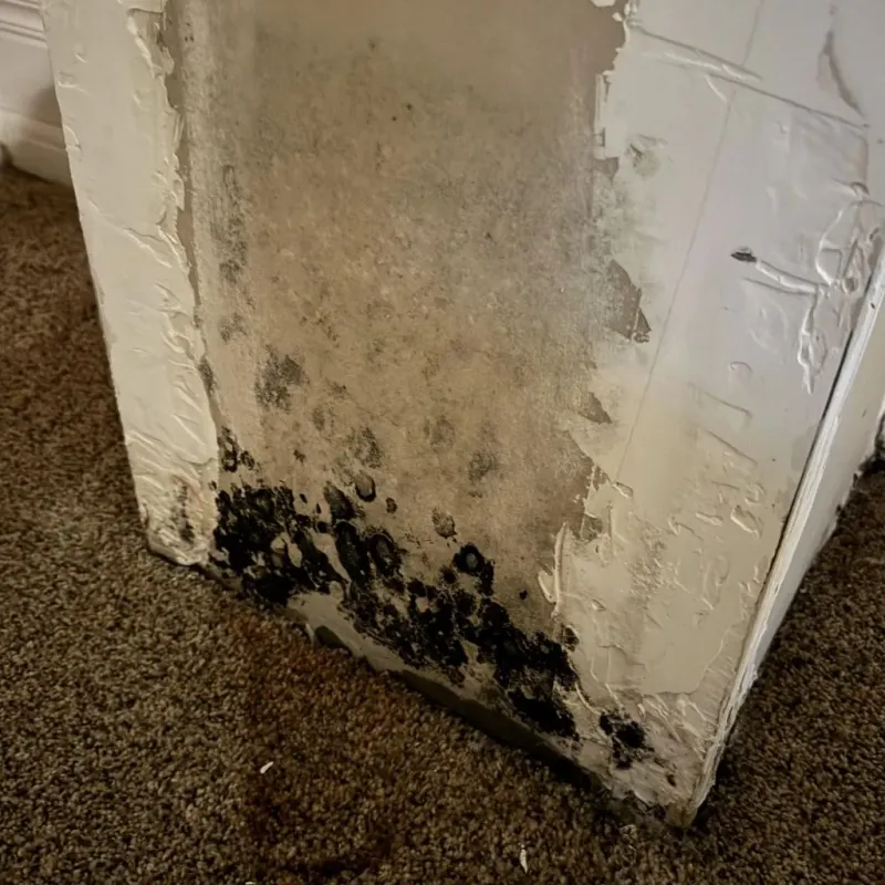 Professional Mold Removal in Lesslie, SC